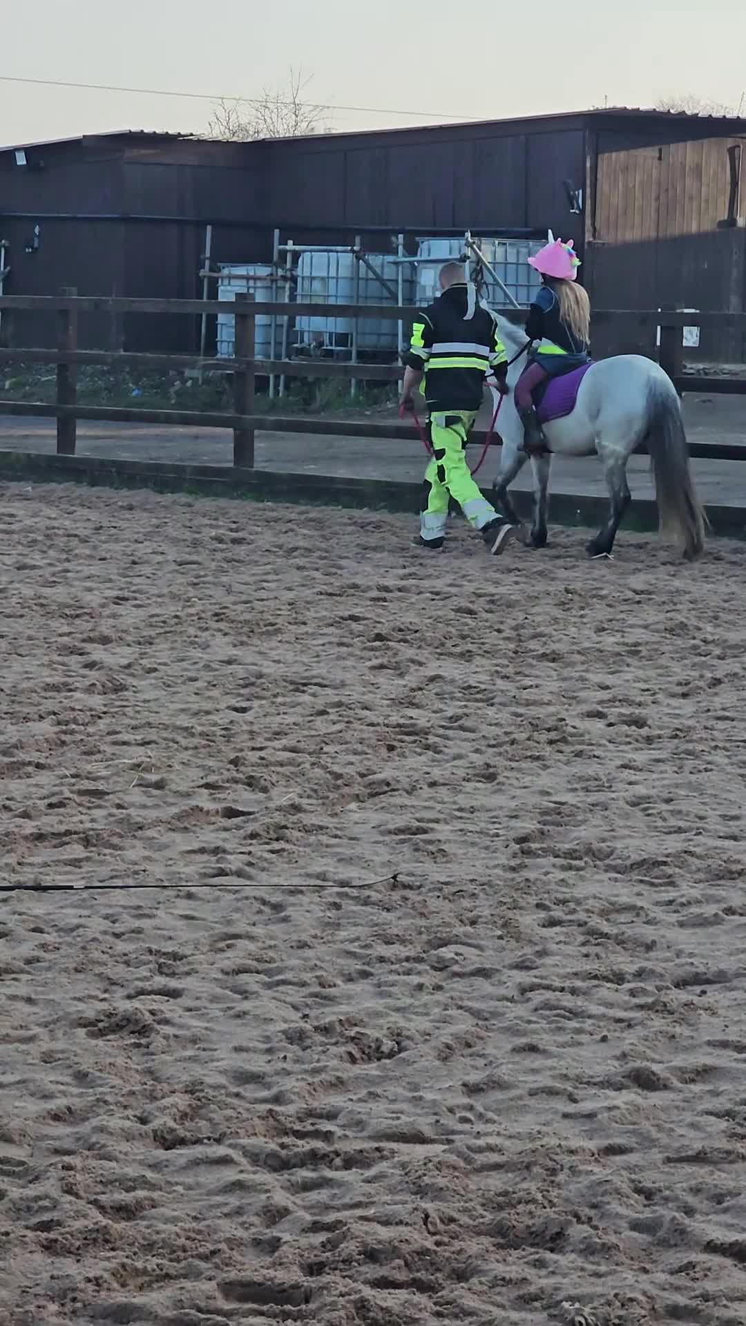 Welsh Section A horses for sale: Welsh a mare - Video 3