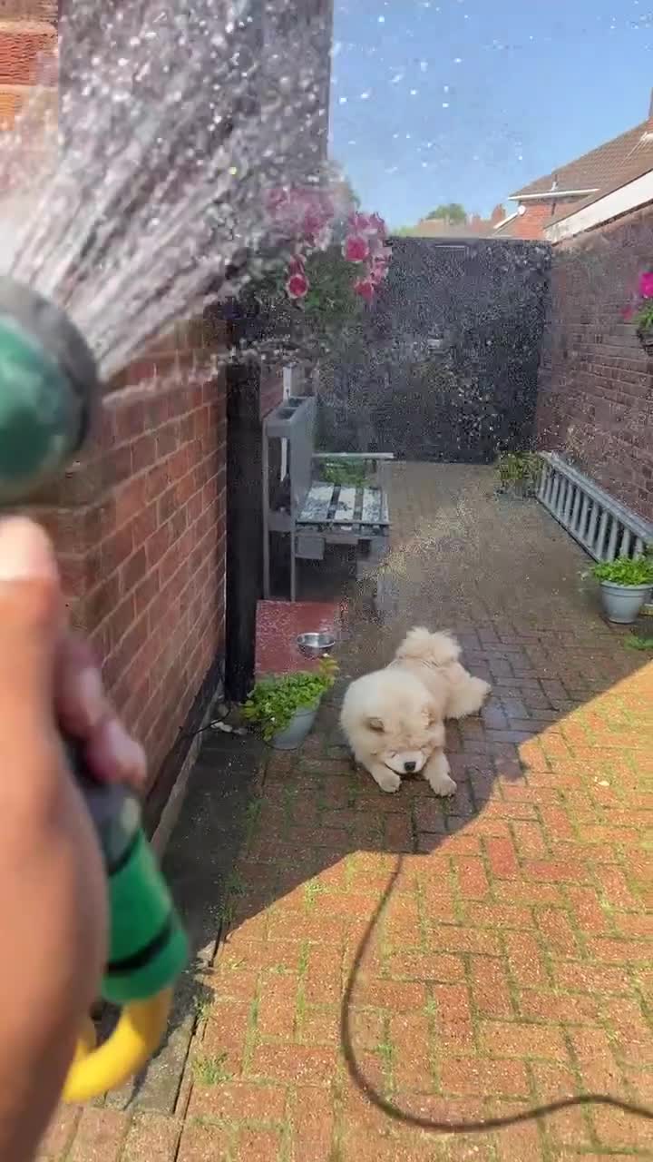 Chow Chow dogs for stud: Cream KC Chow Chow - 100% Proven Stud - Video 1