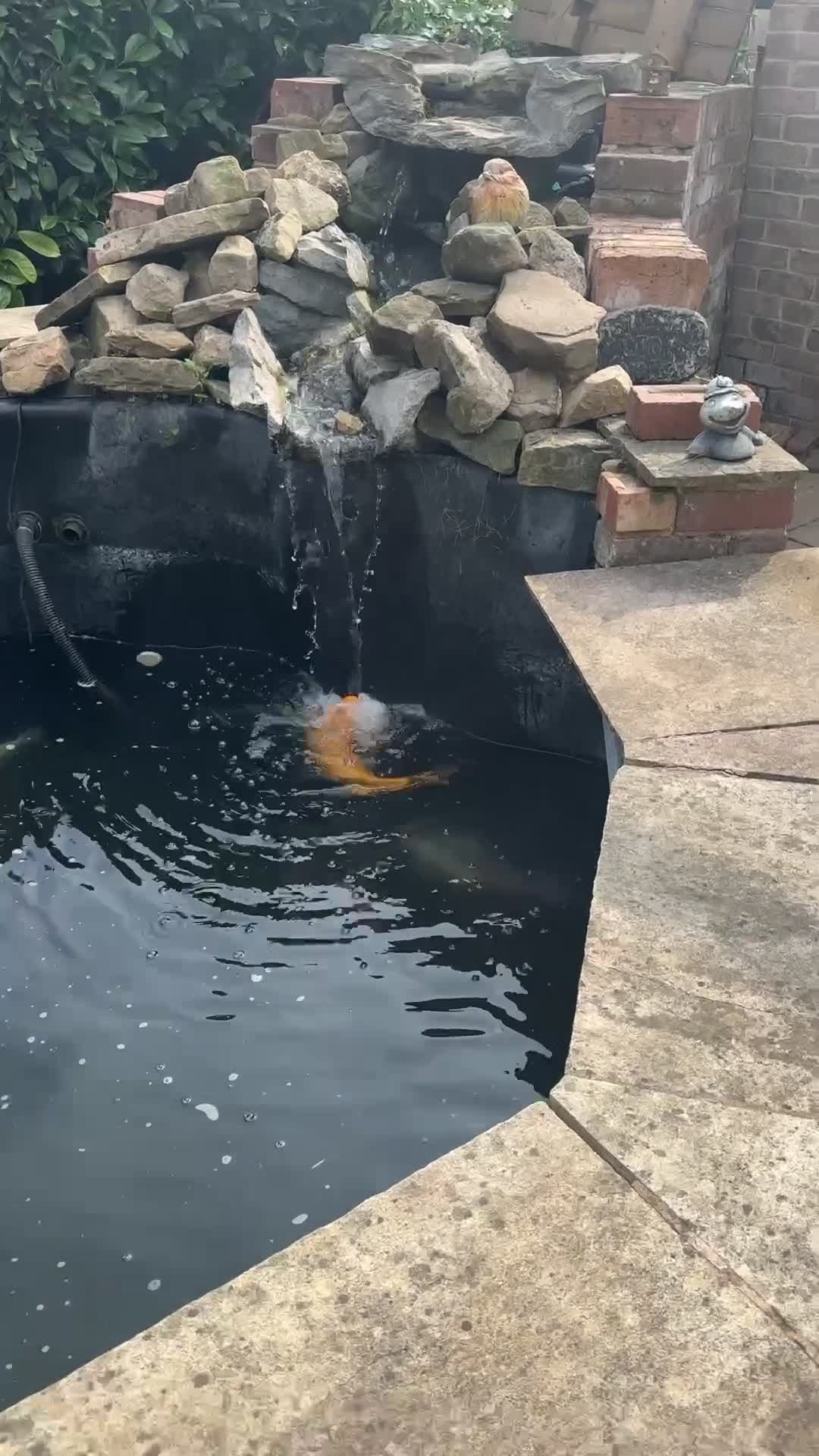 Koi Carp fish for sale: Koi carp  - Video 1