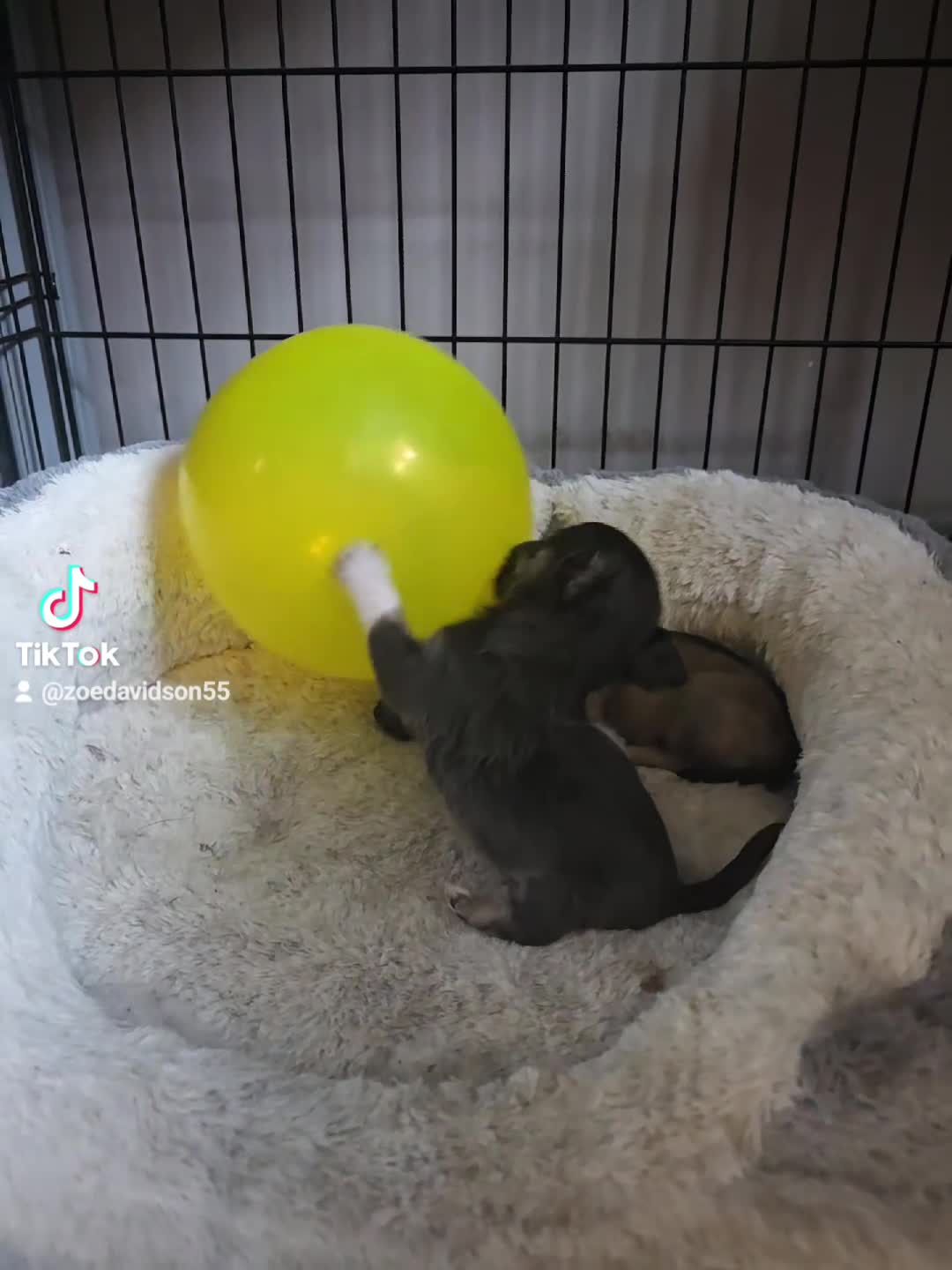 Mixed Breed dogs for sale: Jackawawas  - Video 2