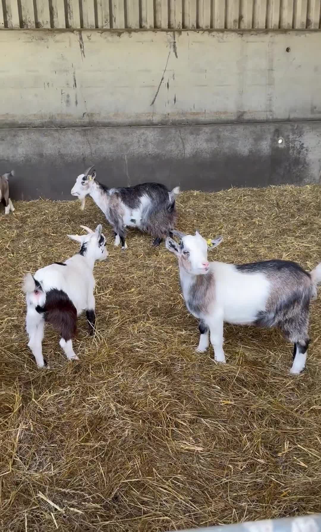 Goats livestock for sale: Hilarious friendly baby Pygmy kids for sale  - Video 4