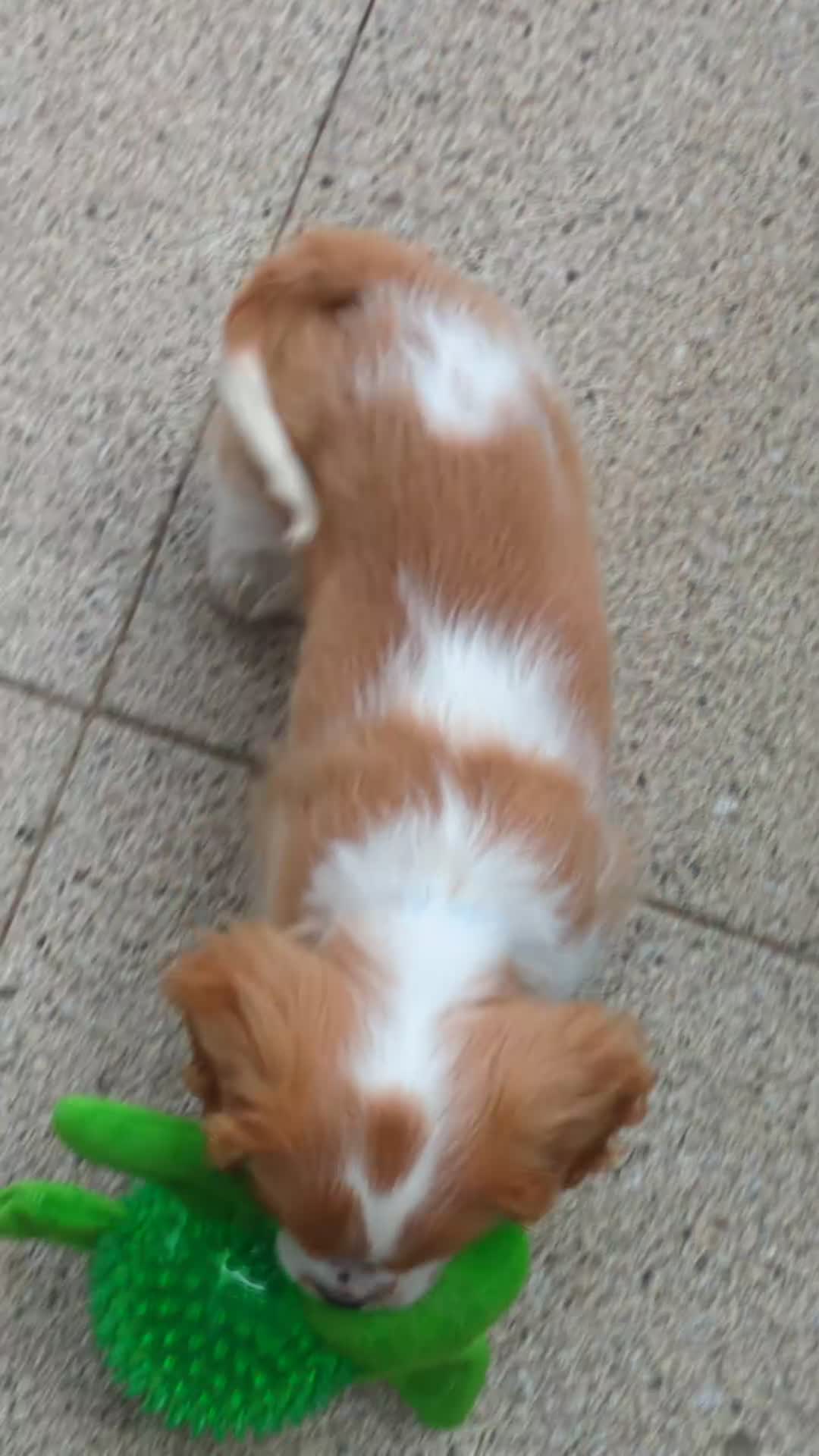 Cavalier King Charles Spaniel dogs for sale: Cavalier King Charles spaniel puppy  in Purfleet - Video 1