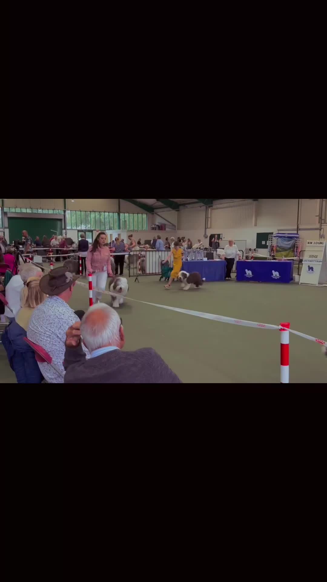 Old English Sheepdog dogs for sale: Fully health tested and registered showline OES - Video 1