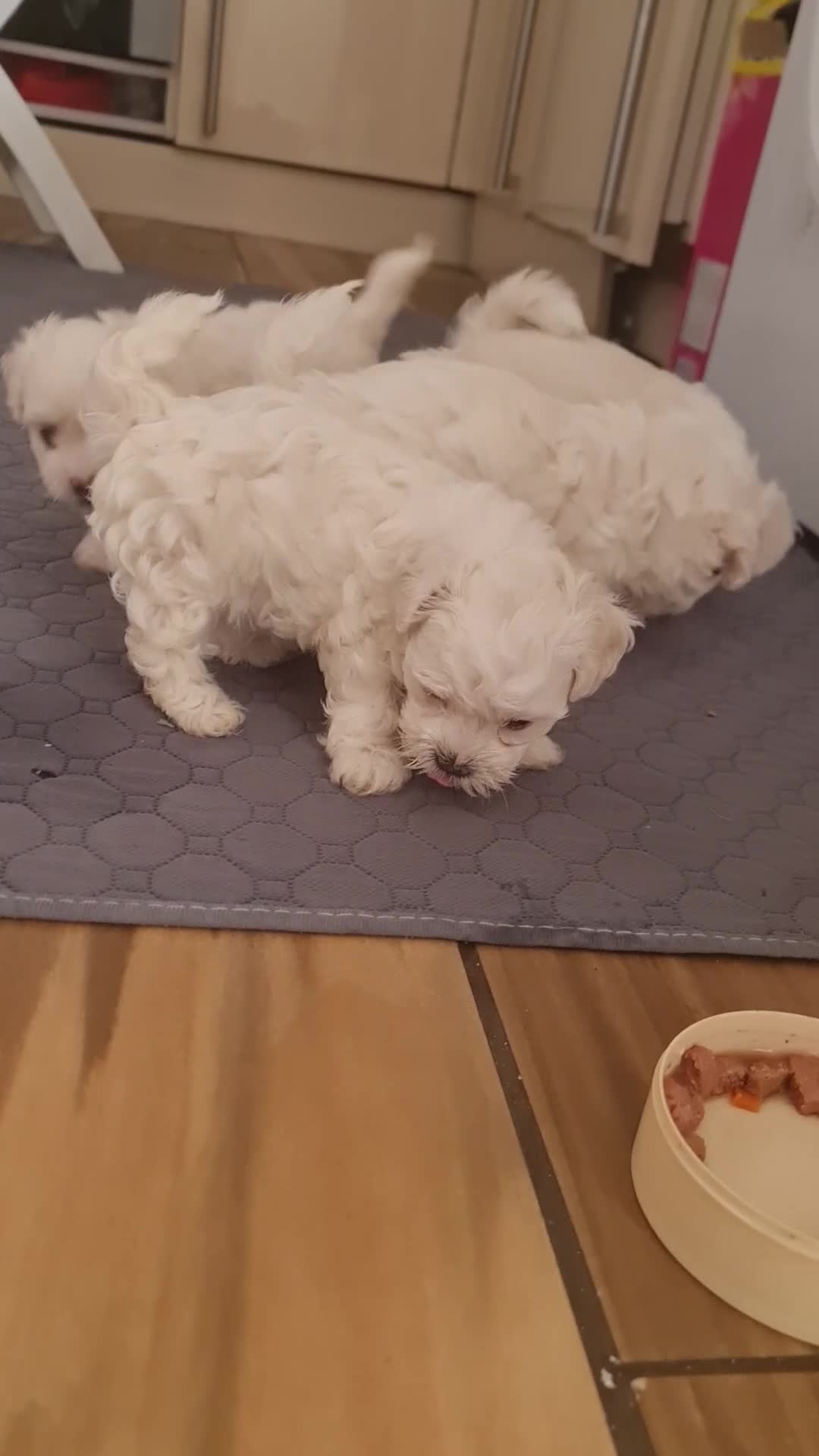 Bichon Frise dogs for sale: Gorgeous bichion frize puppies  - Video 2