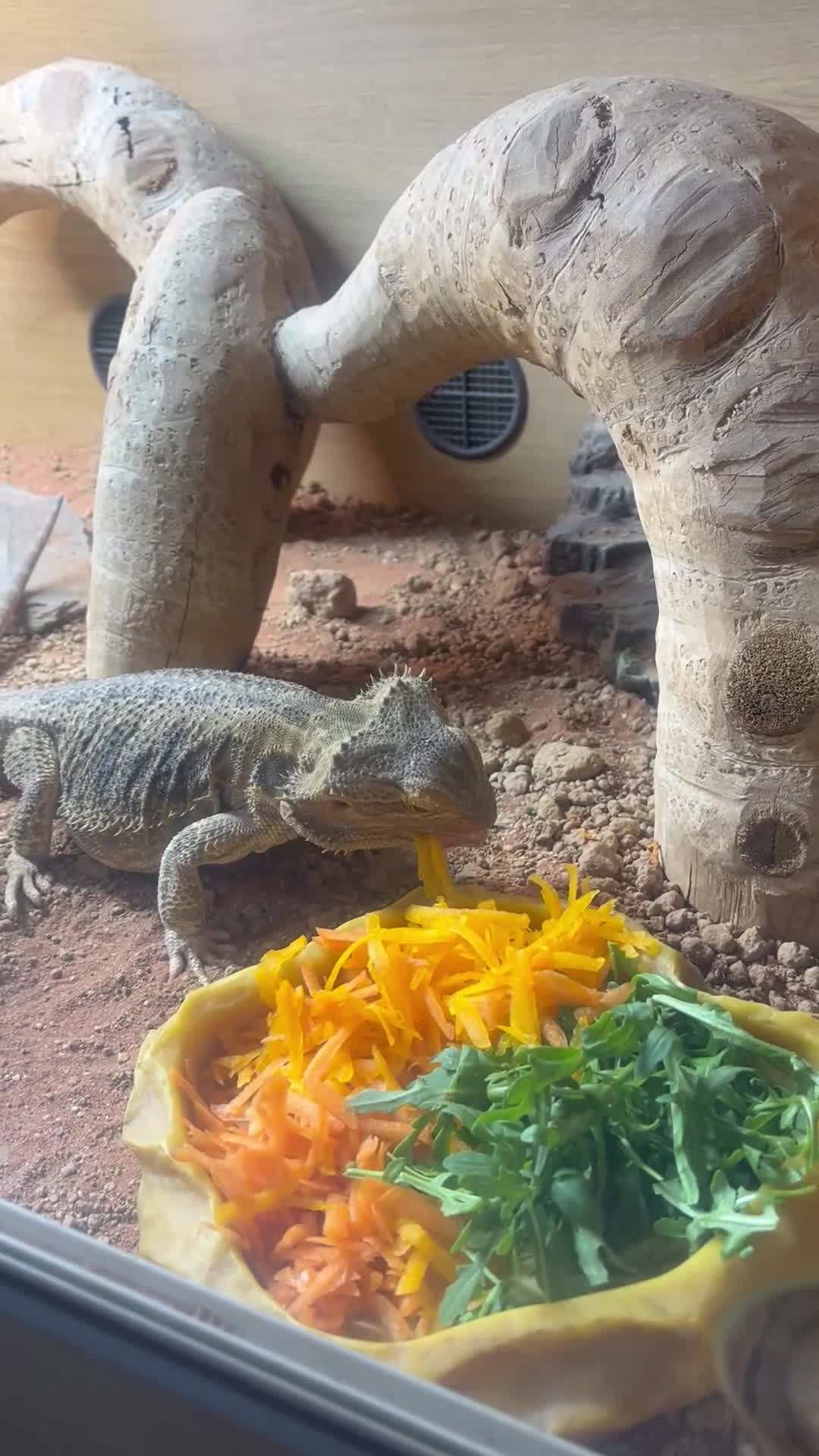 Bearded Dragon reptiles for sale: Bearded dragon and full set up  - Video 2