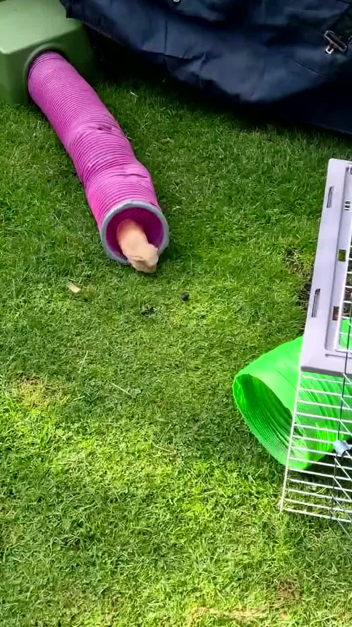 Guinea Pig rodents for sale: Two bond beautiful females Guinea pigs - Video 5
