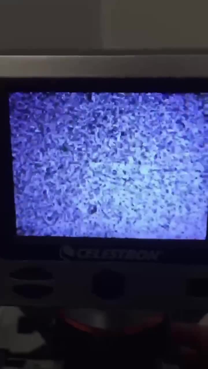 Standard Poodle dogs for stud: For stud not sale stunning standard poodle  - Video 1