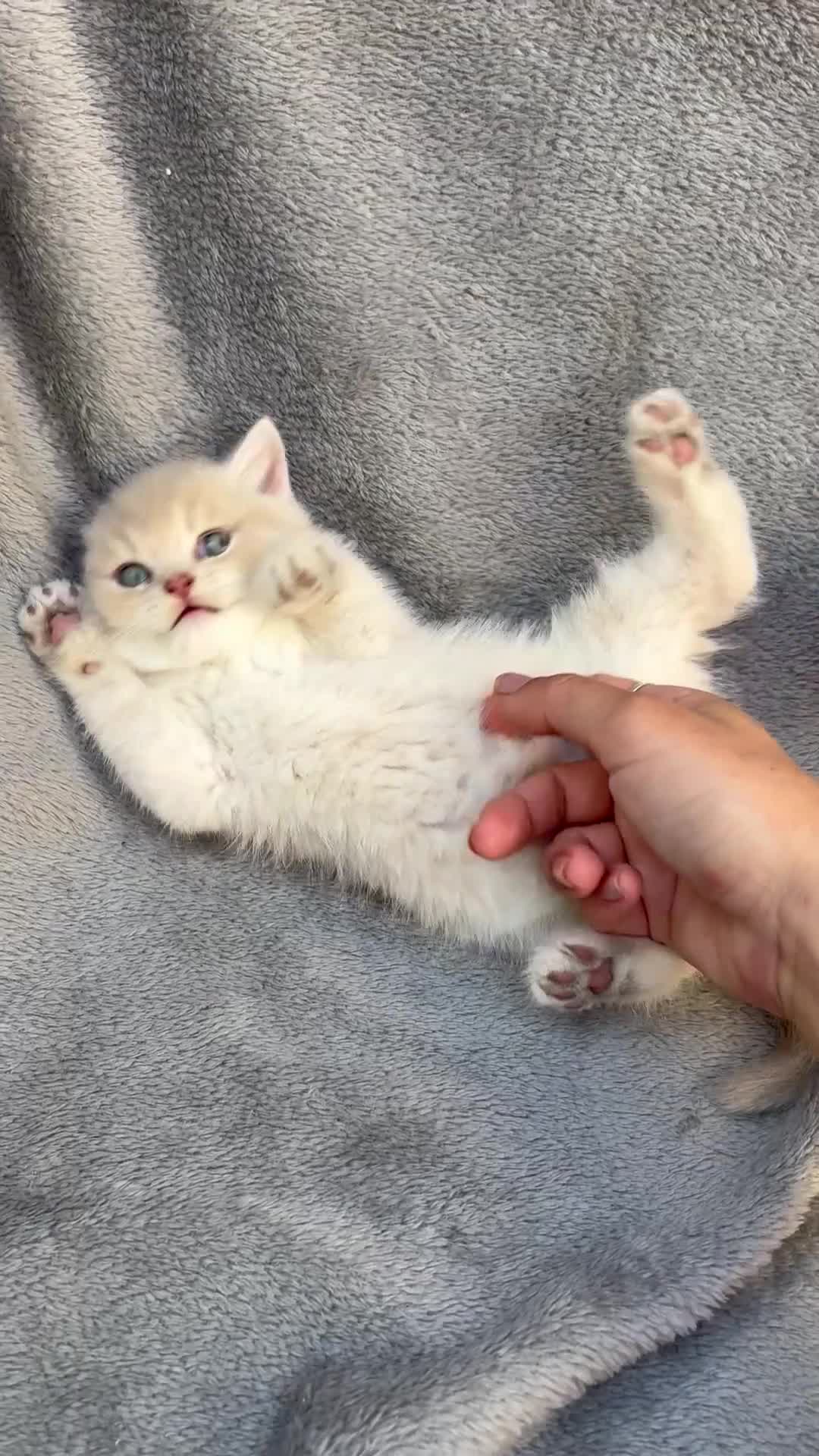 British Shorthair cats for sale: ✨Pedigree British shorthair/ longhair golden lilac - Video 3