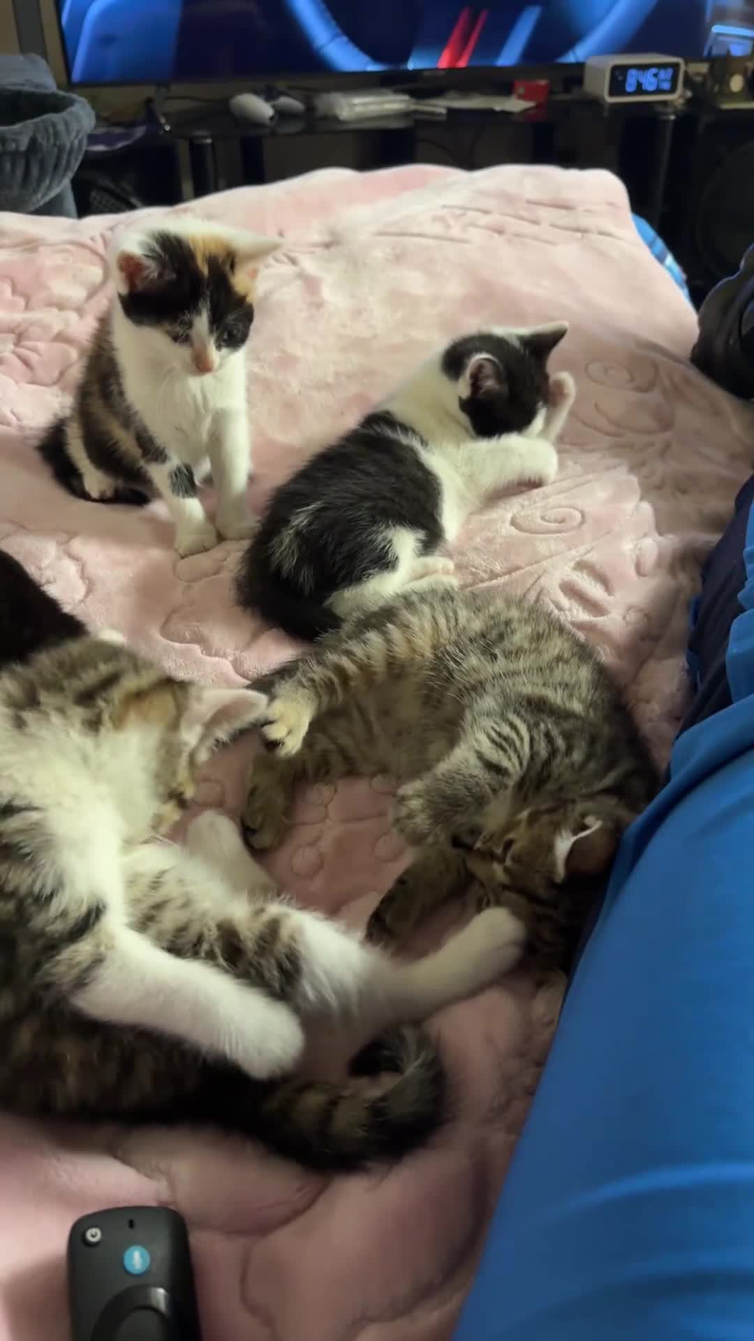 Mixed Breed cats for sale: British short hair cross in Bradford - Video 2