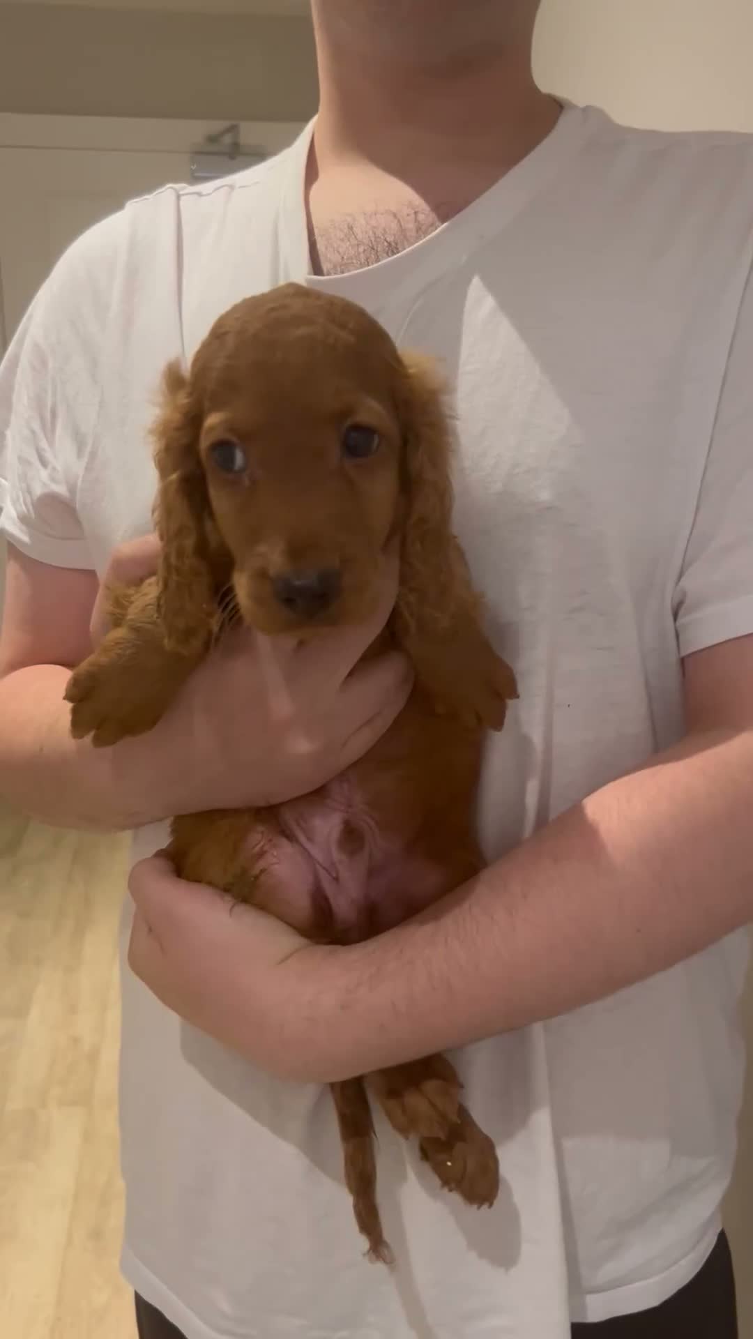 Cavapoo dogs for sale: Cavapoos  in Waltham Cross - Video 1