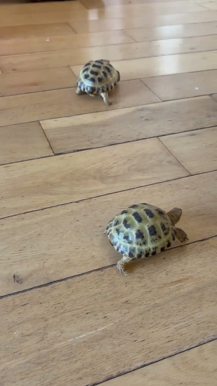 Tortoise reptiles for sale: 2 Horsefield torts, comes with full set up in Stockport - Video 3