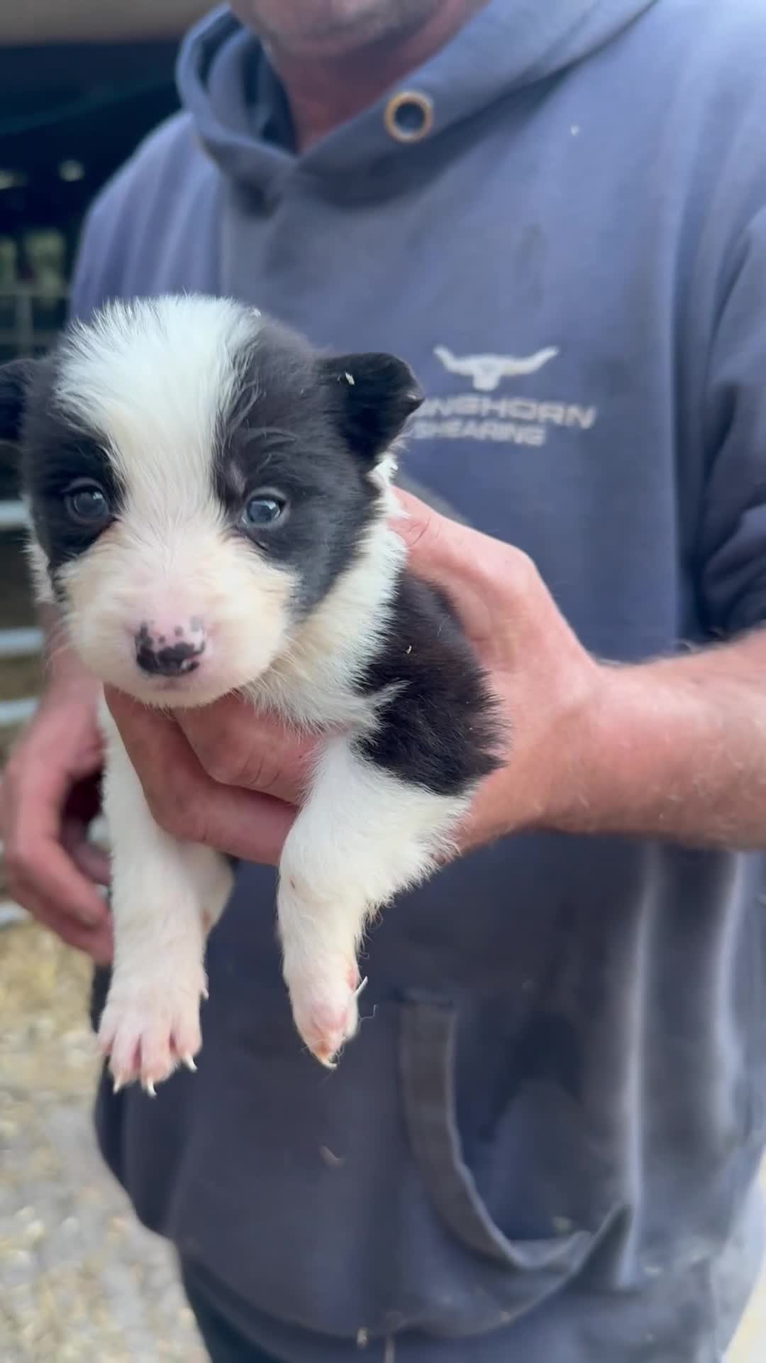 Border Collie dogs for sale: Border collie pups  - Video 3