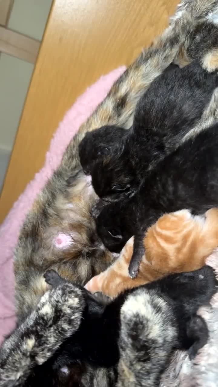 Mixed Breed cats for sale: 5 kittens  - Video 1