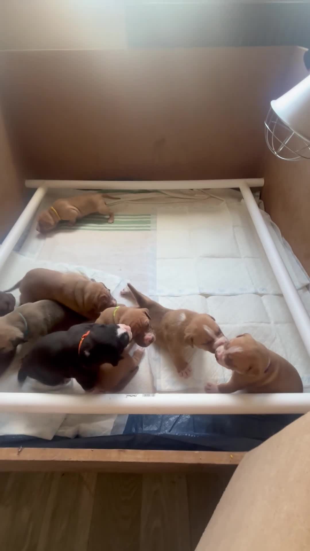 Mixed Breed dogs for sale: Stunning American bulldog staff  - Video 2