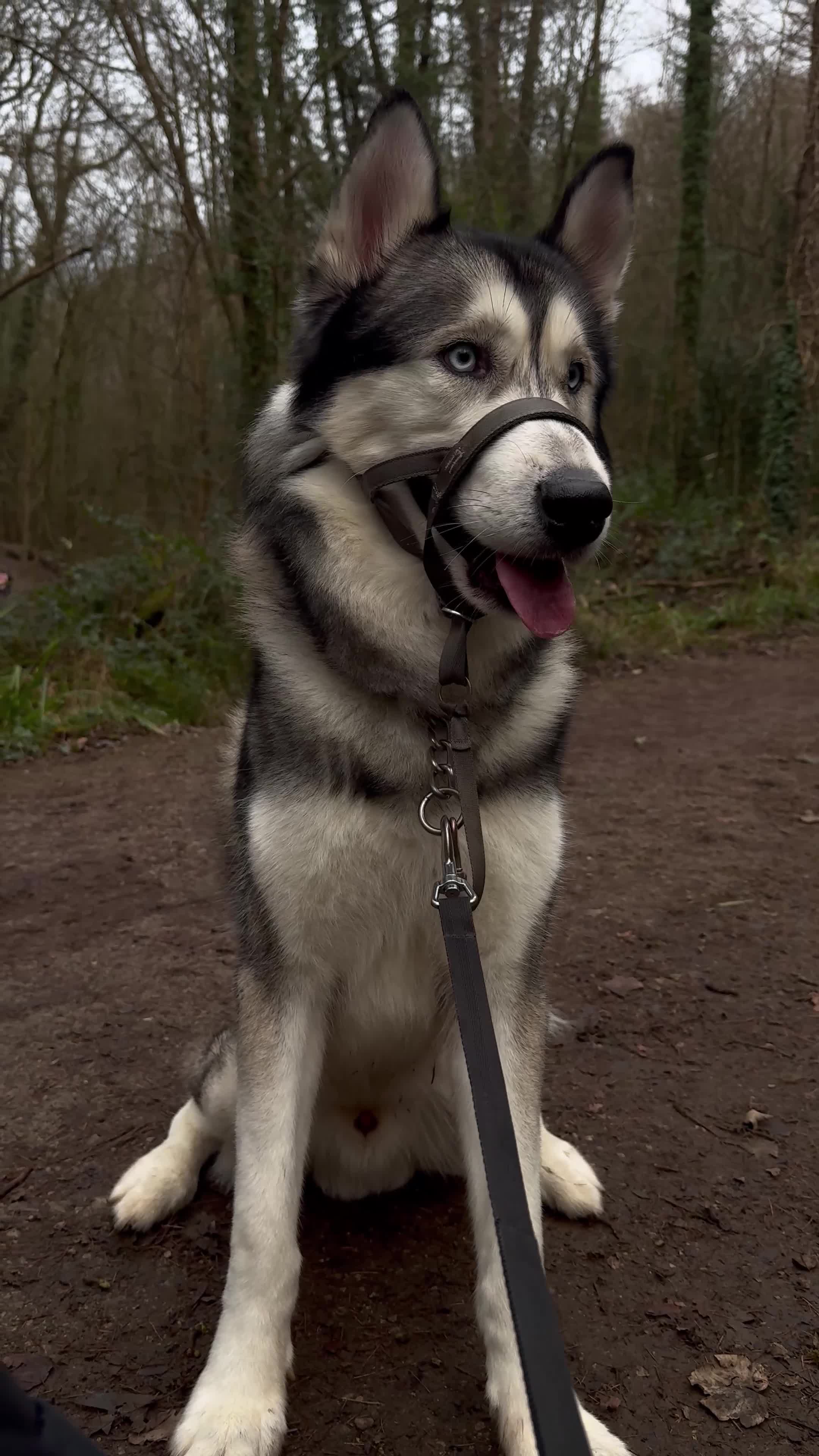 Utonagan dogs for sale: Koda (Wolfie) - Video 1