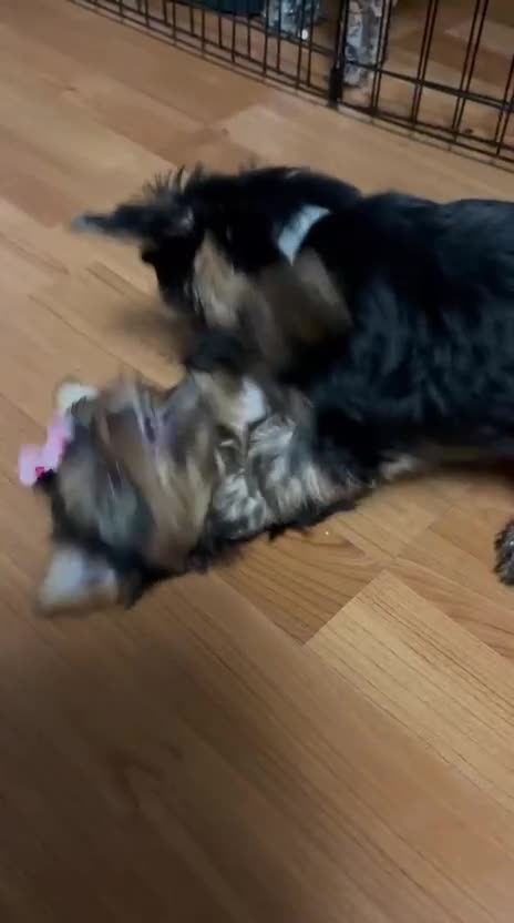 Yorkshire Terrier dogs for sale: ✨Four Adorable Yorkshire Terrier Puppies For Sale✨ - Video 2