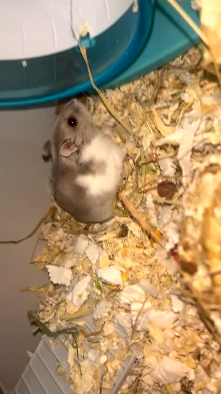 Hamster rodents for sale: Dwarf hamster - Video 1