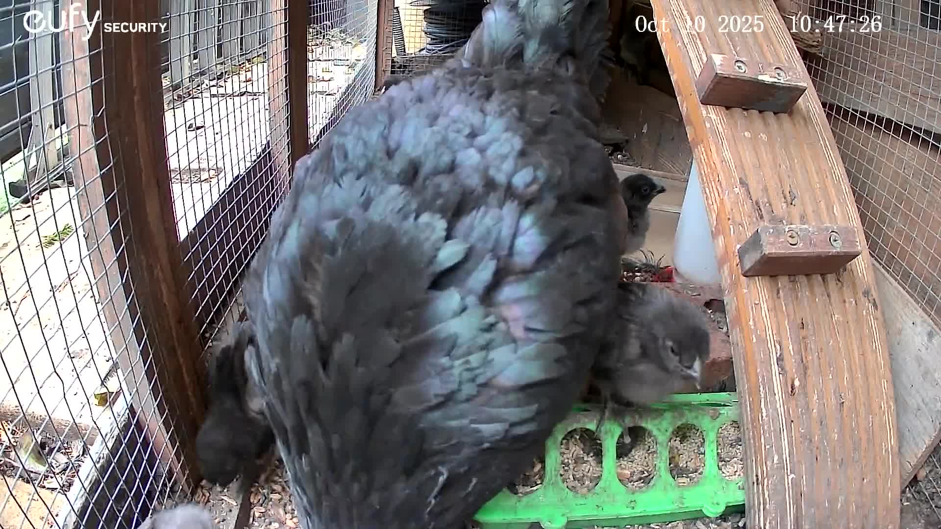 Mixed Breed livestock for sale: Fertile eggs for hatching in London  - Video 1