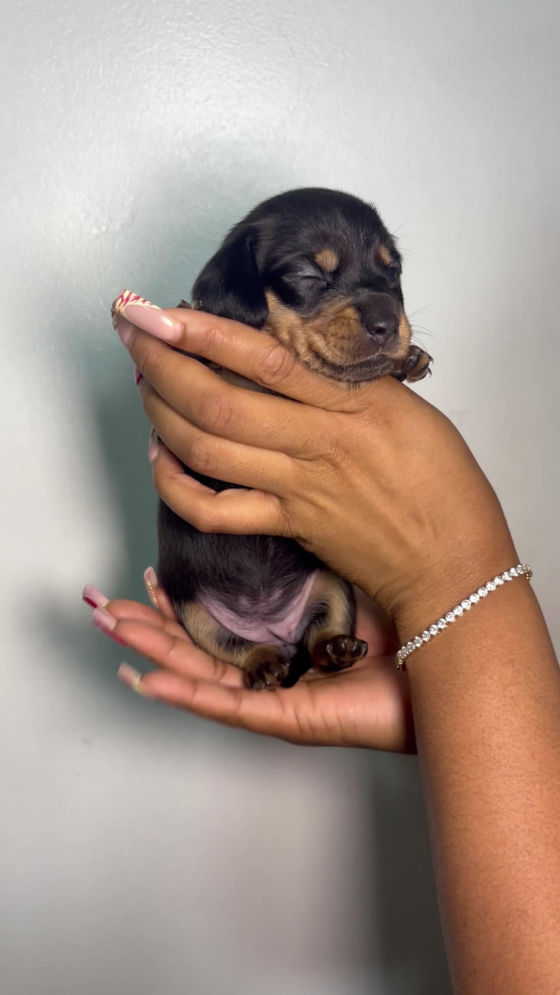 Miniature Dachshund dogs for sale: 🐾 Beautiful Mini Dachshund x Chihuahua Puppies  in Leeds - Video 3
