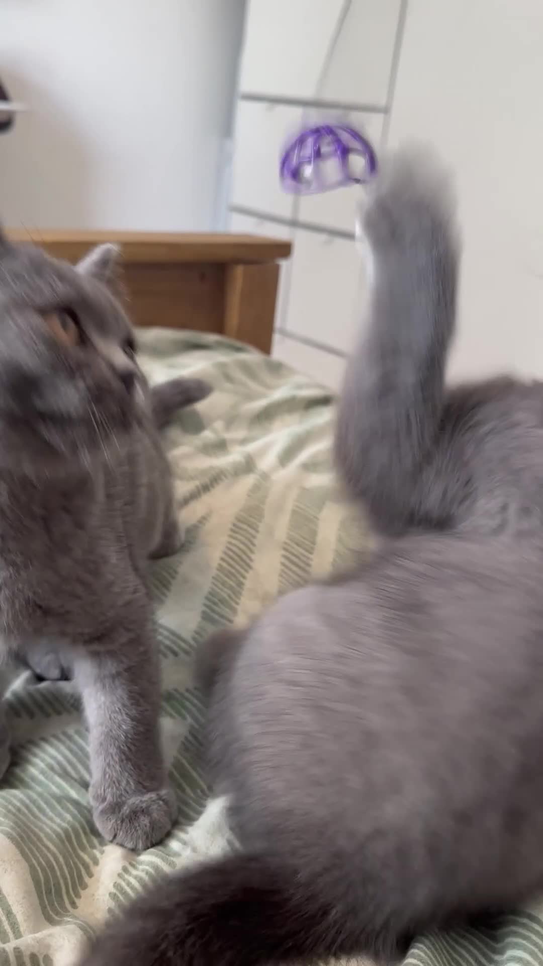 British Shorthair cats for sale: REDUCED BRITISH SHORTHAIR KITTENS  - Video 3