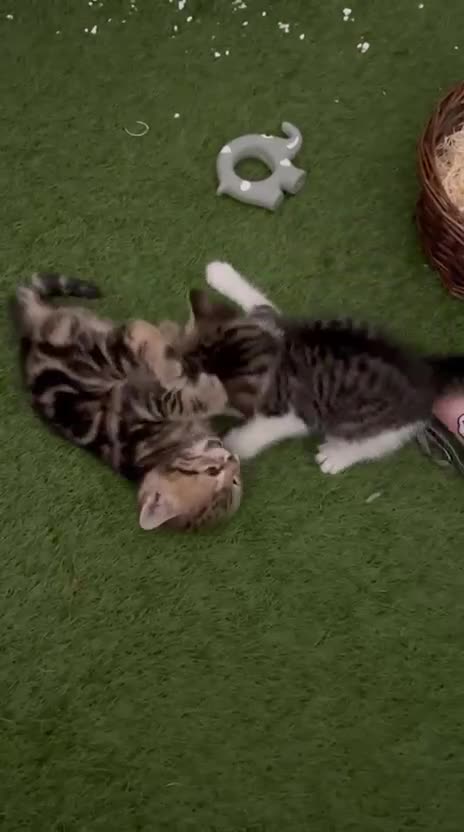 Siberian cats for sale: Half Siberian Wild forest Kittens 2x for £380 - Video 2