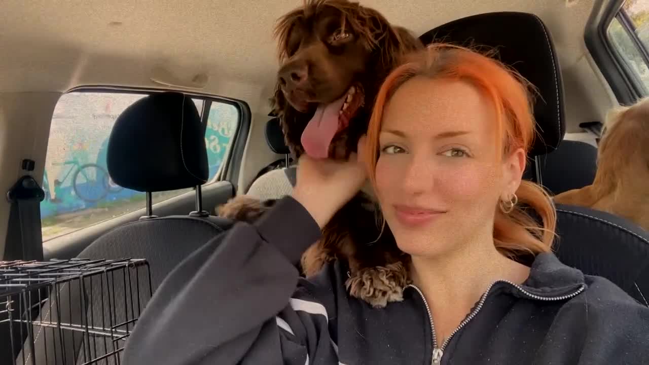 Cocker Spaniel dogs for sale: (reserved)💛Loving Home Wanted for a Special Dog - Video 2