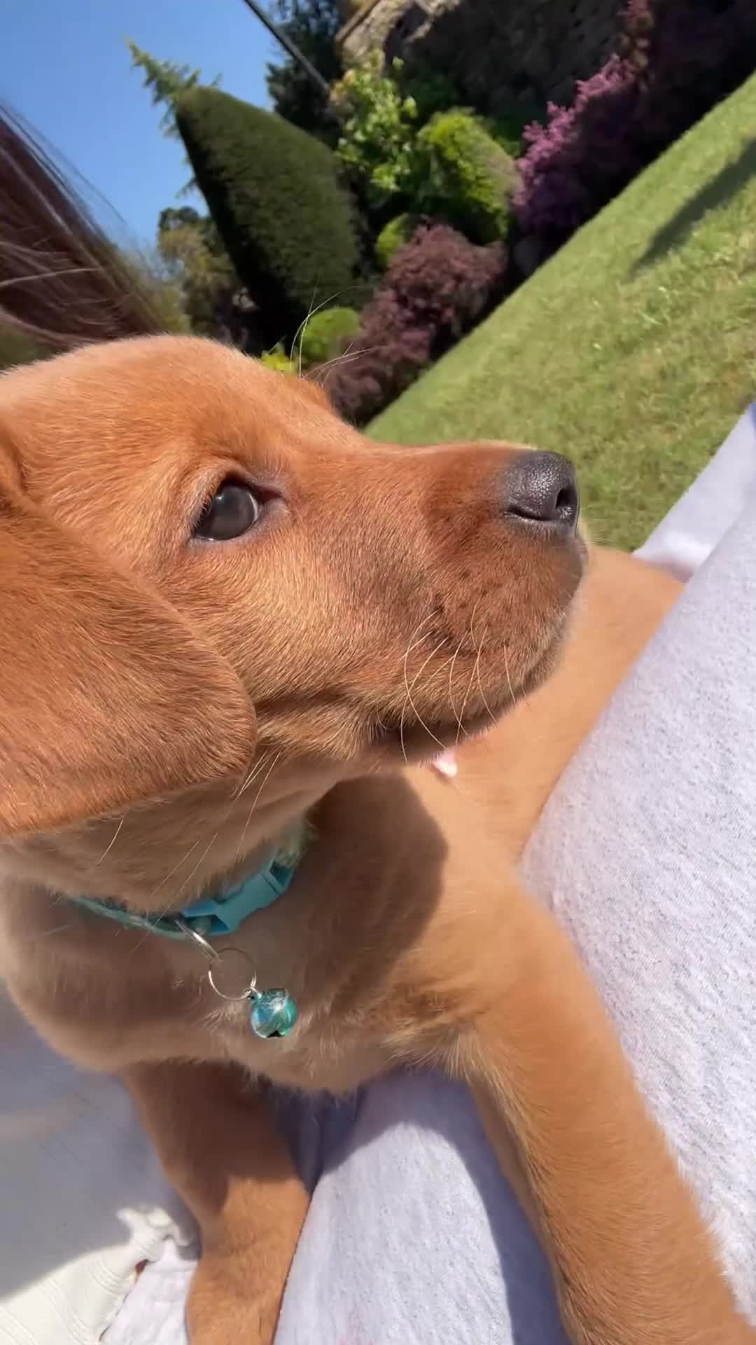 Labrador Retriever dogs for sale: ⭐️READY TO LEAVE NOW kcregistered Labrador puppies - Video 1