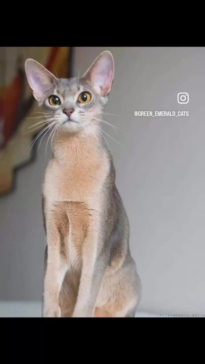 Abyssinian cats for sale: TICA TRIPPLE GRAND CHAMPION ABYSSINIAN GIRL - Video 2