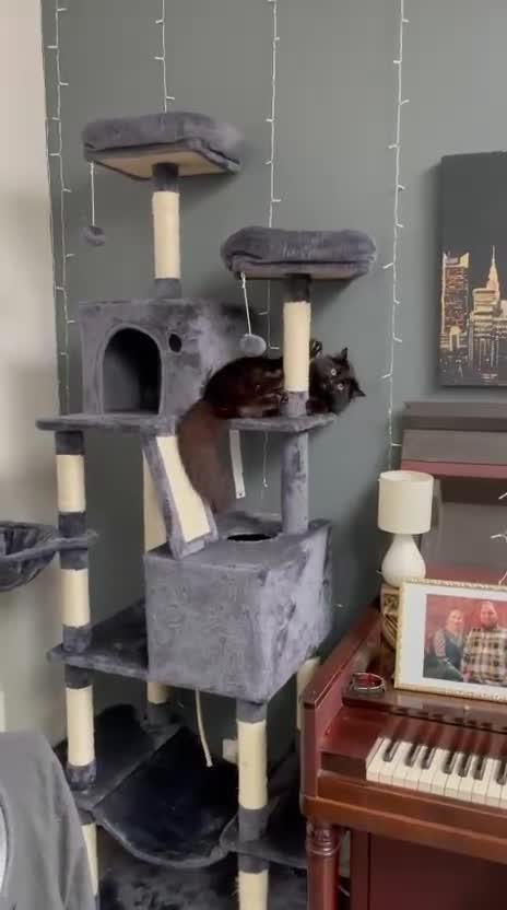 Mixed Breed cats for sale: Black cat for sale, half ragdoll half Siberian - Video 1