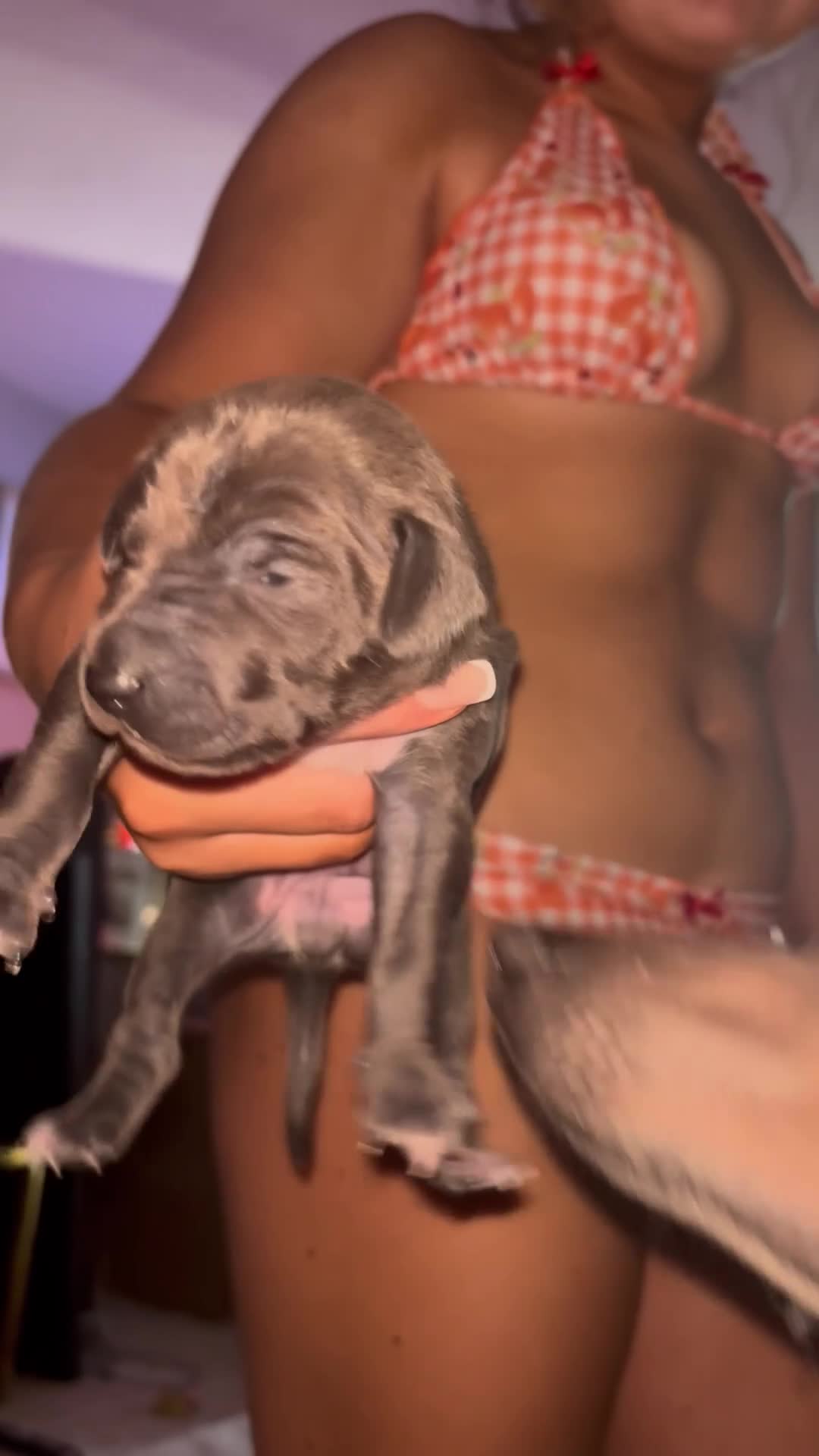 Italian Greyhound dogs for sale: Beautiful iggy pups for sale  in Bagshot - Video 1