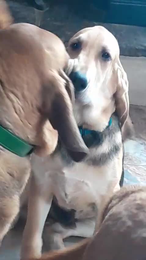 Bloodhound dogs for sale: Bloodhound Puppies - Video 1