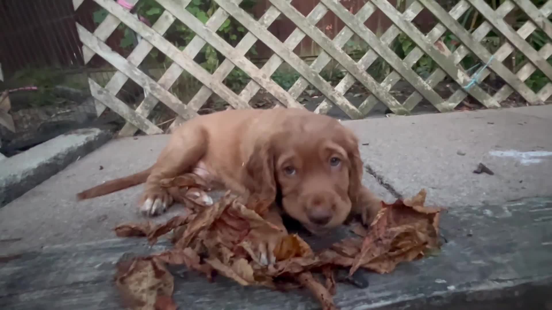 Cocker Spaniel dogs for sale: Health tested cocker spaniel pups - Video 1