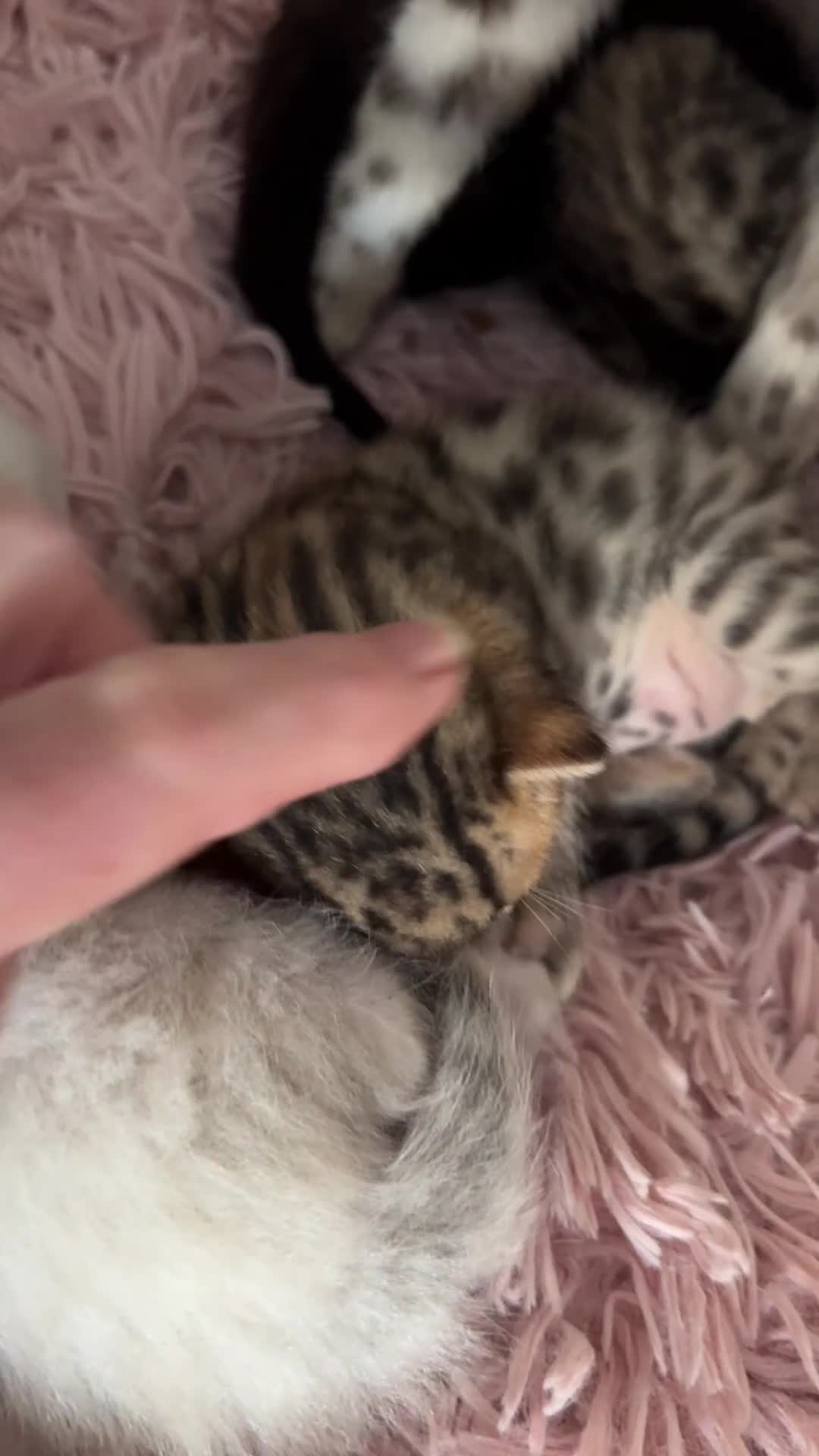 Bengal cats for sale: Beautiful Bengal Kittens - only GIRL available  - Video 2