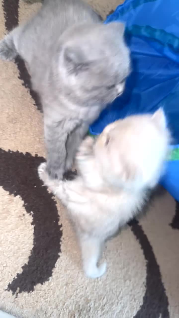 British Shorthair cats for sale: British short hair kittens  - Video 2