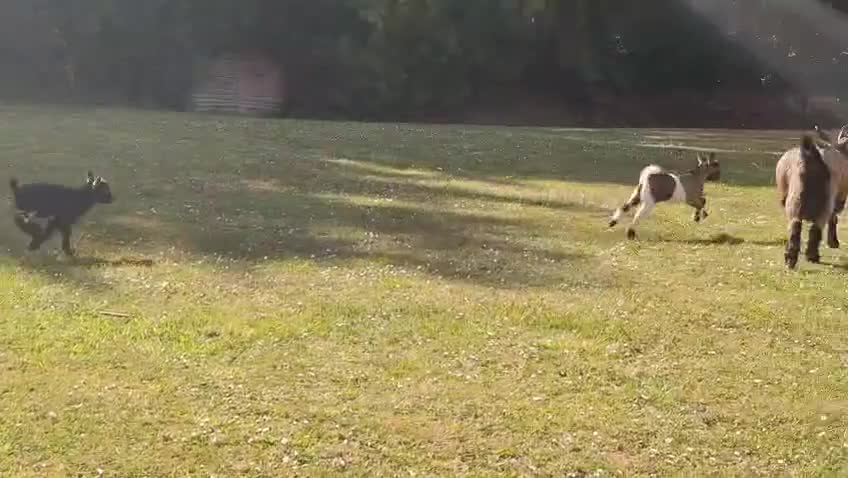 Goats livestock for sale: Gorgeous Pure Bred Pygmy Goat Female Twin Kids in Salisbury - Video 1