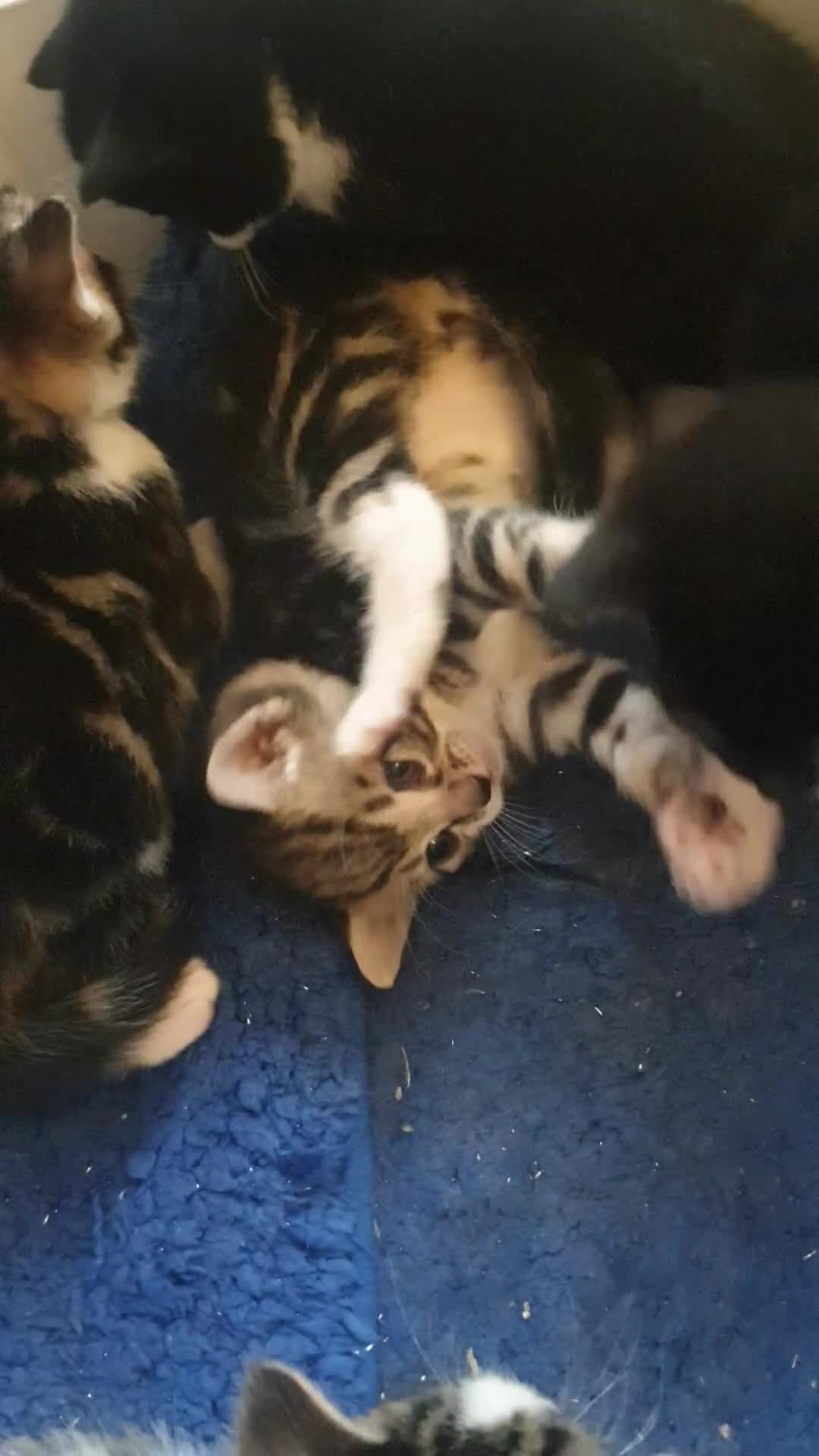 Mixed Breed cats for sale: Sweet Black & White & Tabby Kittens - Video 1