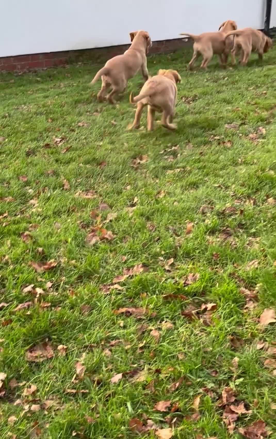 Labrador Retriever dogs for sale: Labrador Puppies - Video 1