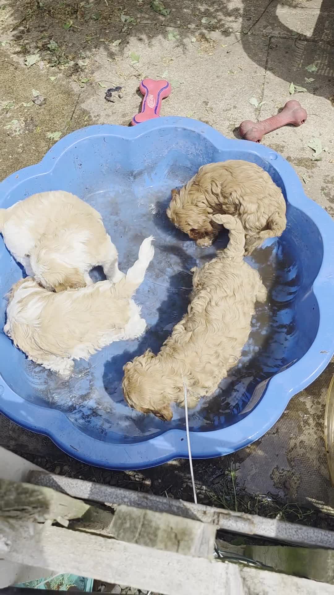Cockapoo dogs for sale: Health Tested  Cockapoo Puppies  - Video 1