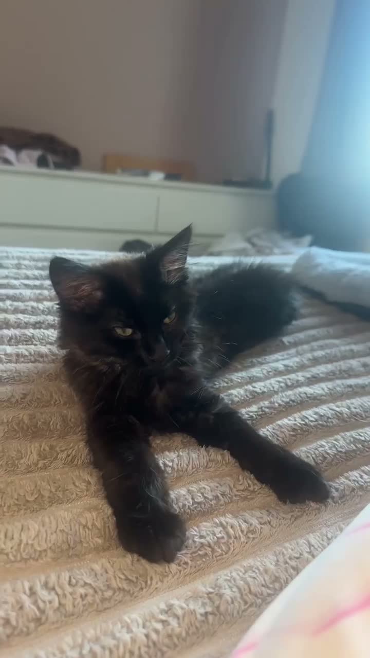 Mixed Breed cats for sale: Beautiful Half Ragdoll Kitten  in London - Video 1