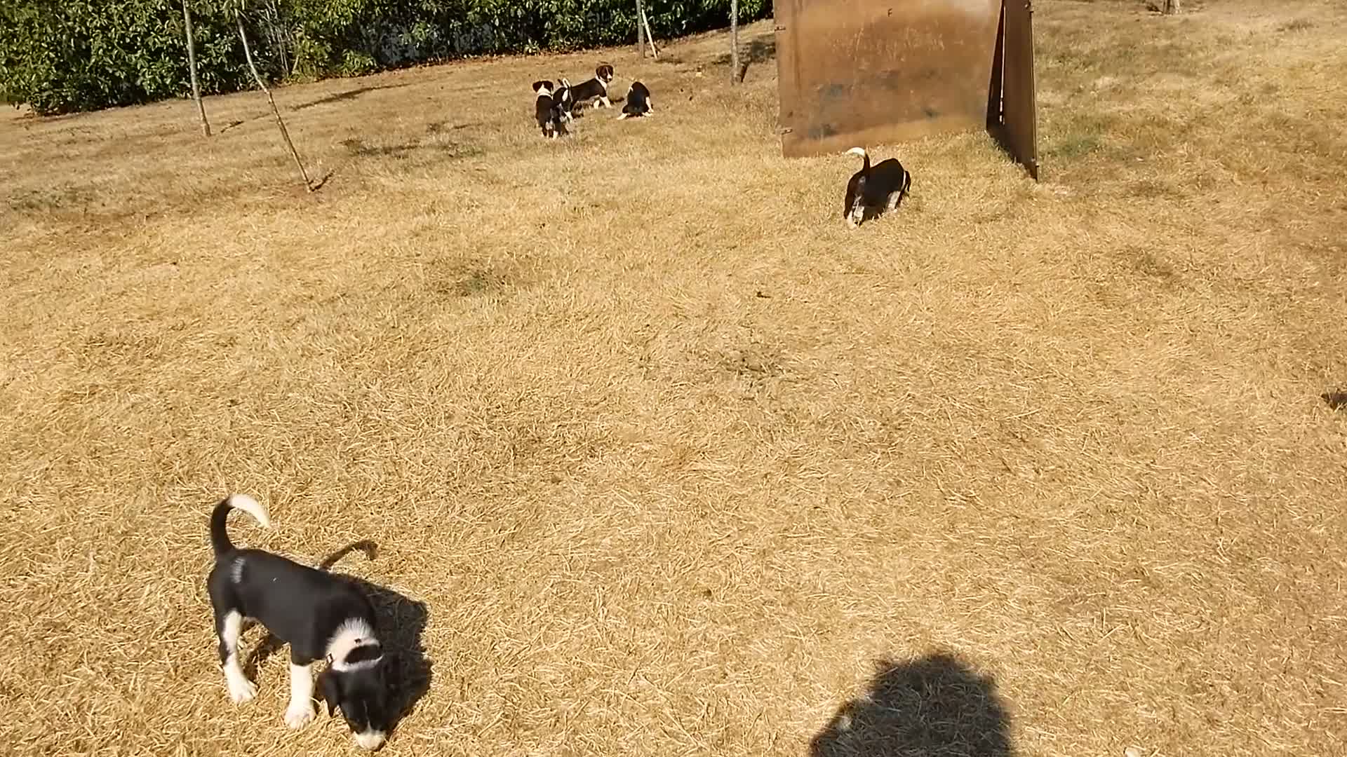 Sprollie dogs for sale: Sprollie Pups For Sale in Crediton - Video 3