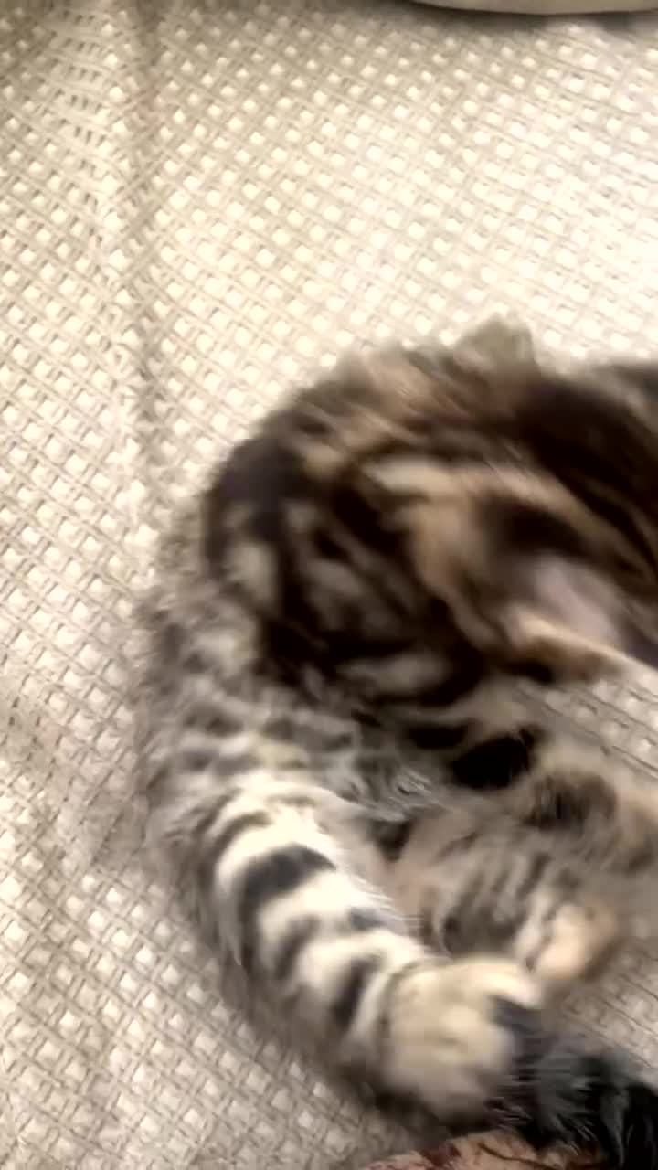 Mixed Breed cats for sale: Beautiful Snow Bengal/Black Tabby Kittens - Video 2