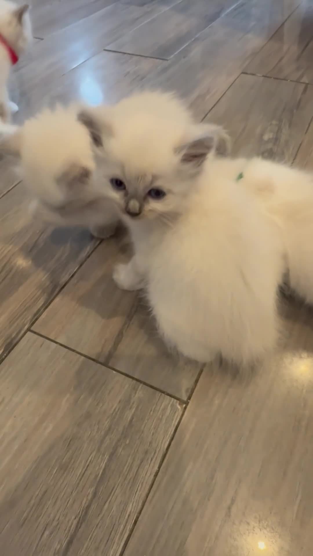 Ragdoll cats for sale: Beautiful girl Ragdolls  - Video 1