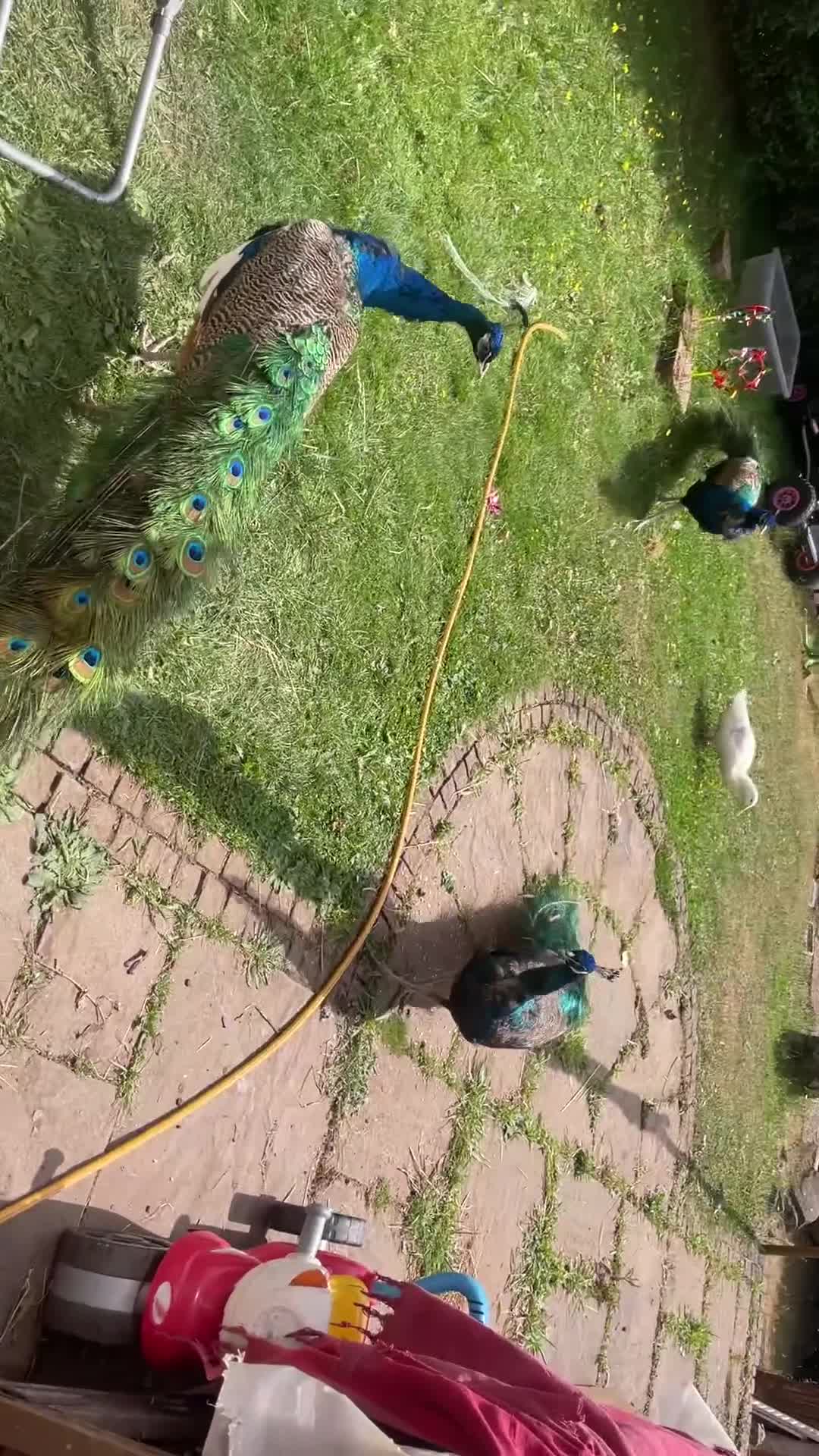 Continental Giant rabbits for sale: Peacocks for sale.Indian Black & Blue Shoulder. - Video 1