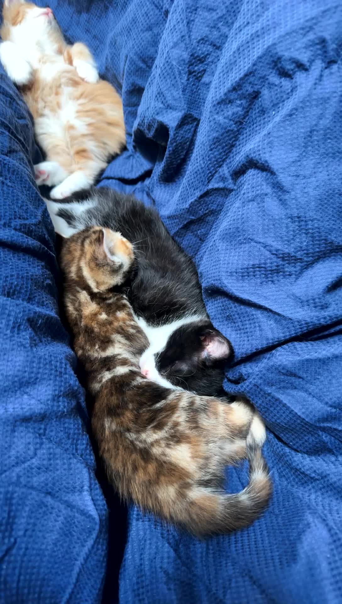 British Shorthair cats for sale: 2 boy British shorthairs  - Video 1