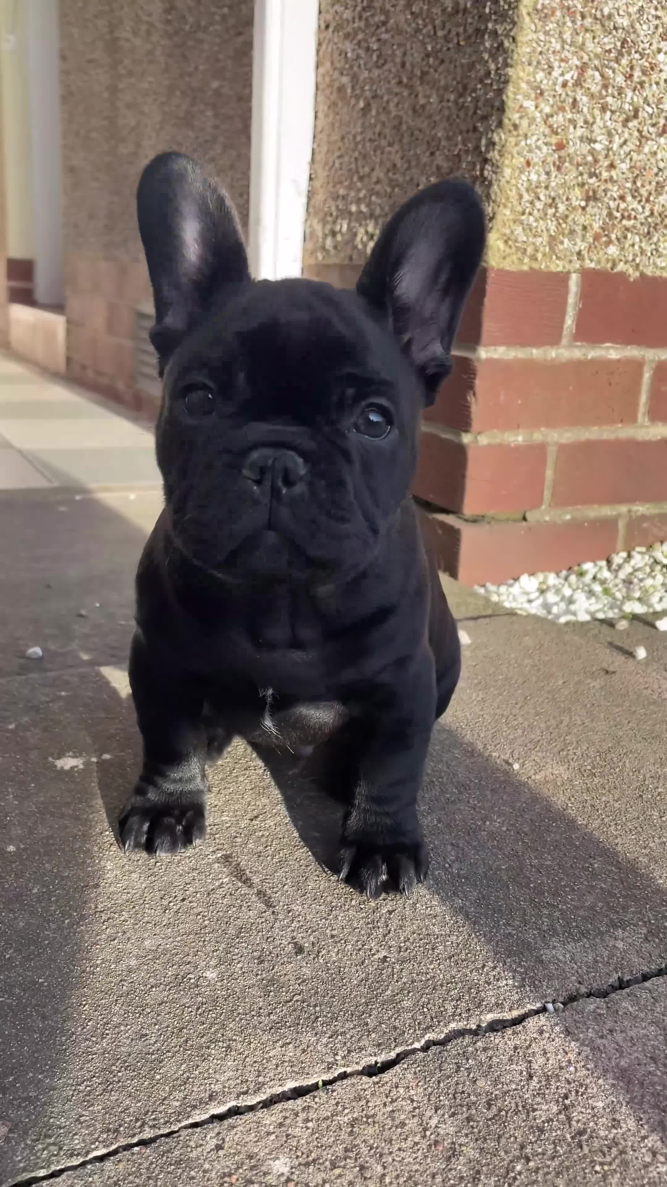 French Bulldog dogs for sale: French bulldog puppies for sale to good homes - Video 1
