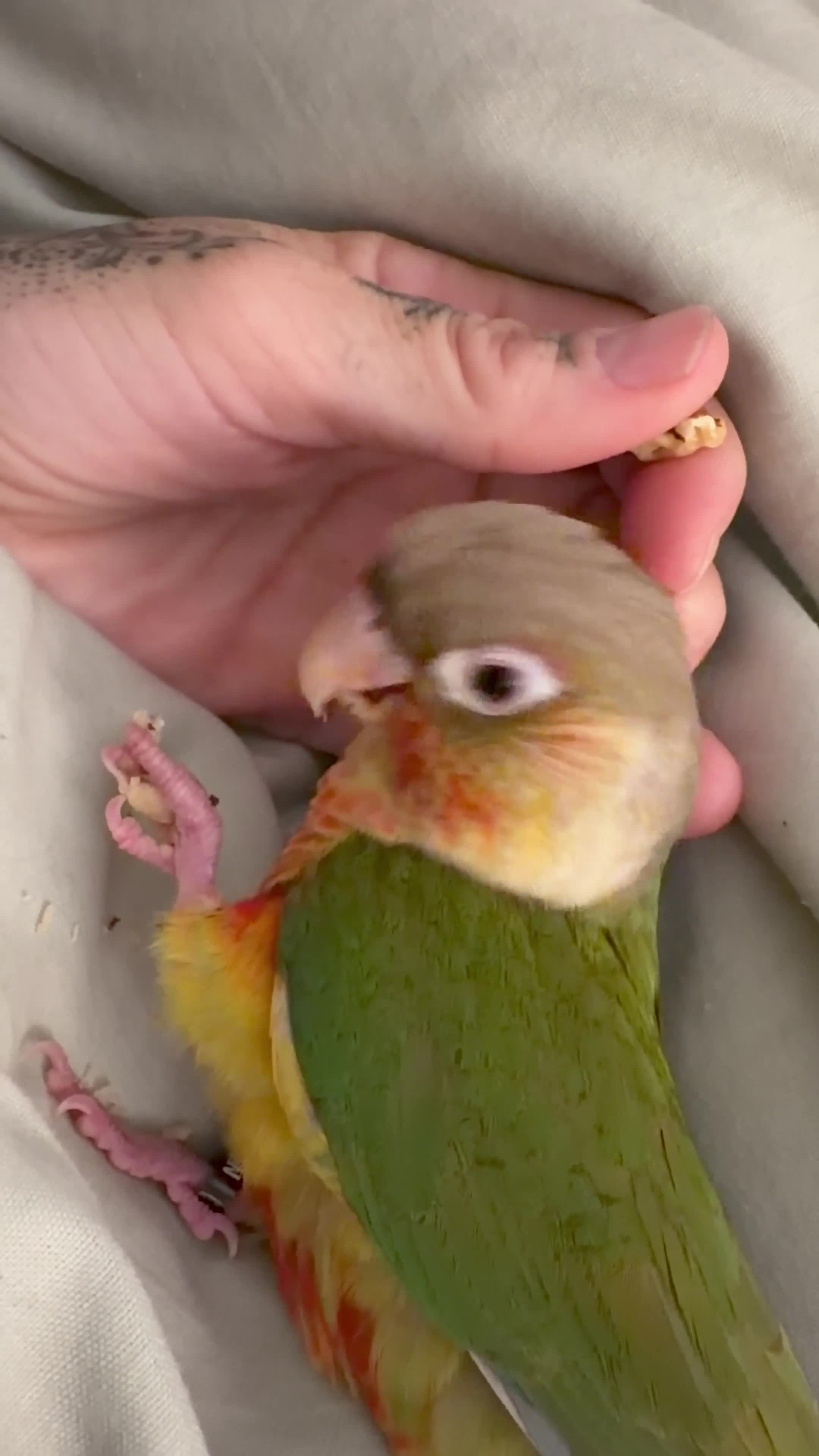 Conures birds for sale: Silly super tame female conure - Video 1