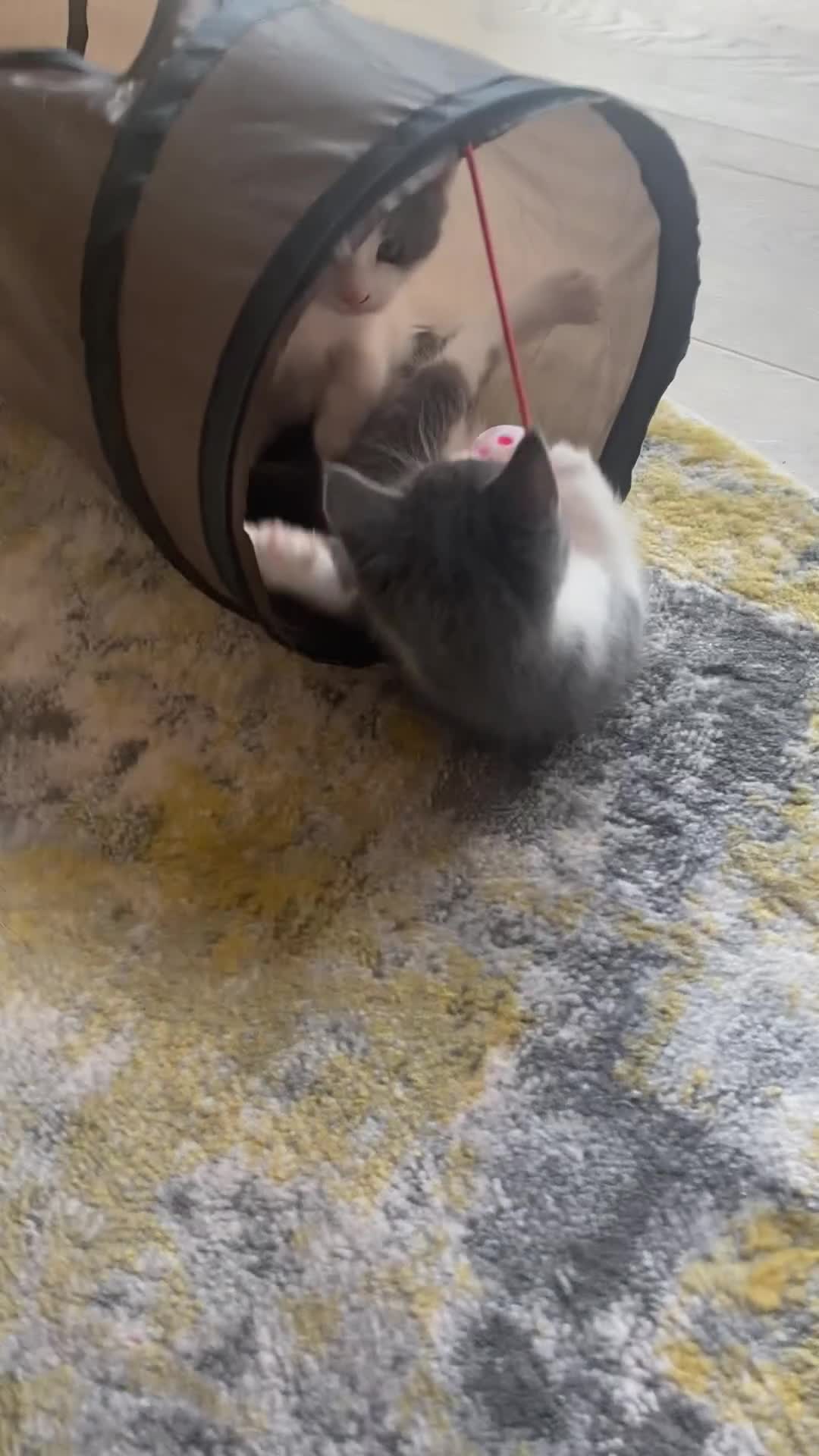 Mixed Breed cats for sale: 2 kittens, boys - Video 1