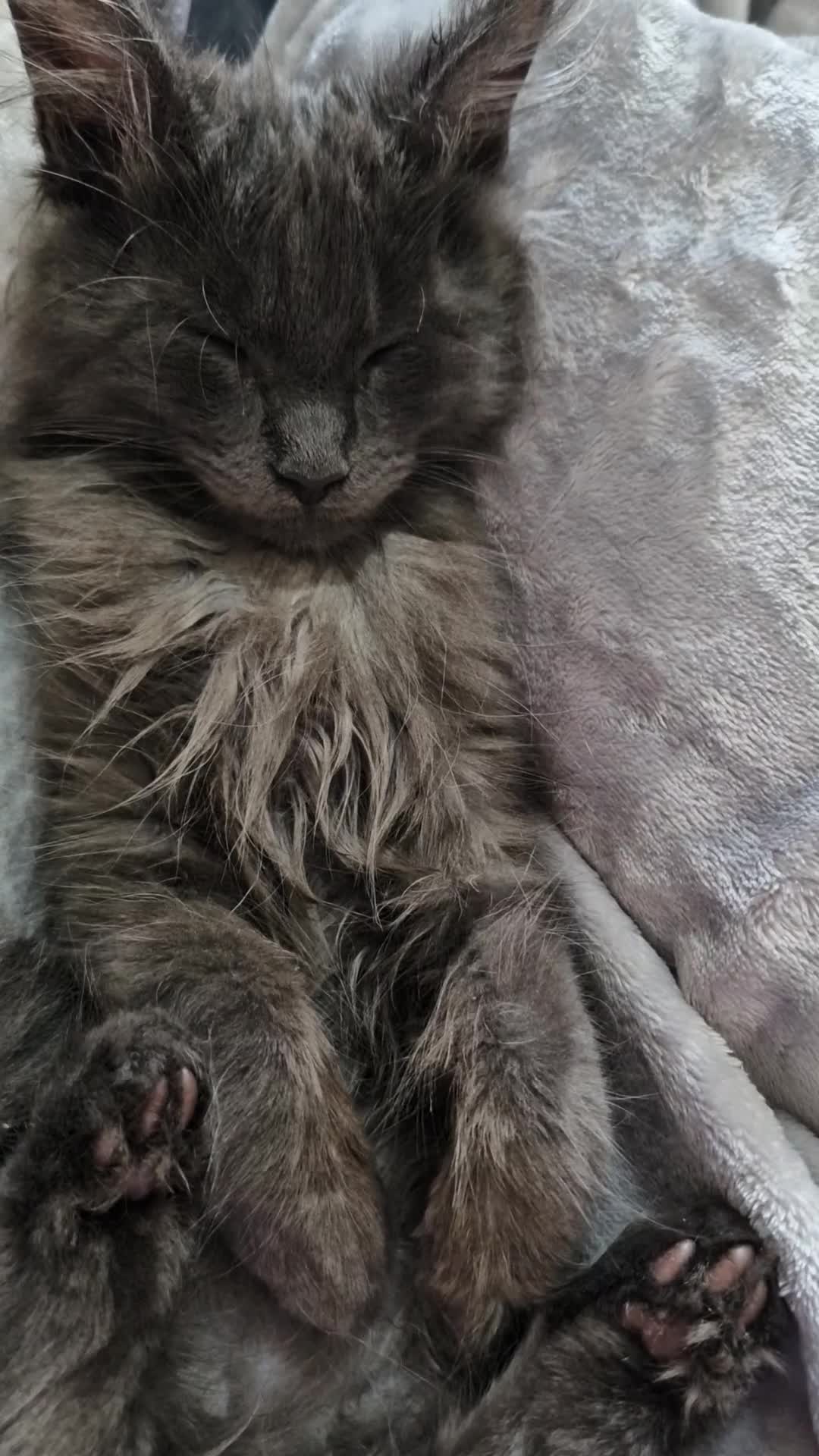 Maine Coon cats for sale: Stunning blue smoke mainecoon  - Video 1