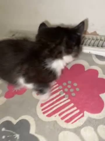Mixed Breed cats for sale: Mixed breed kitten  - Video 1