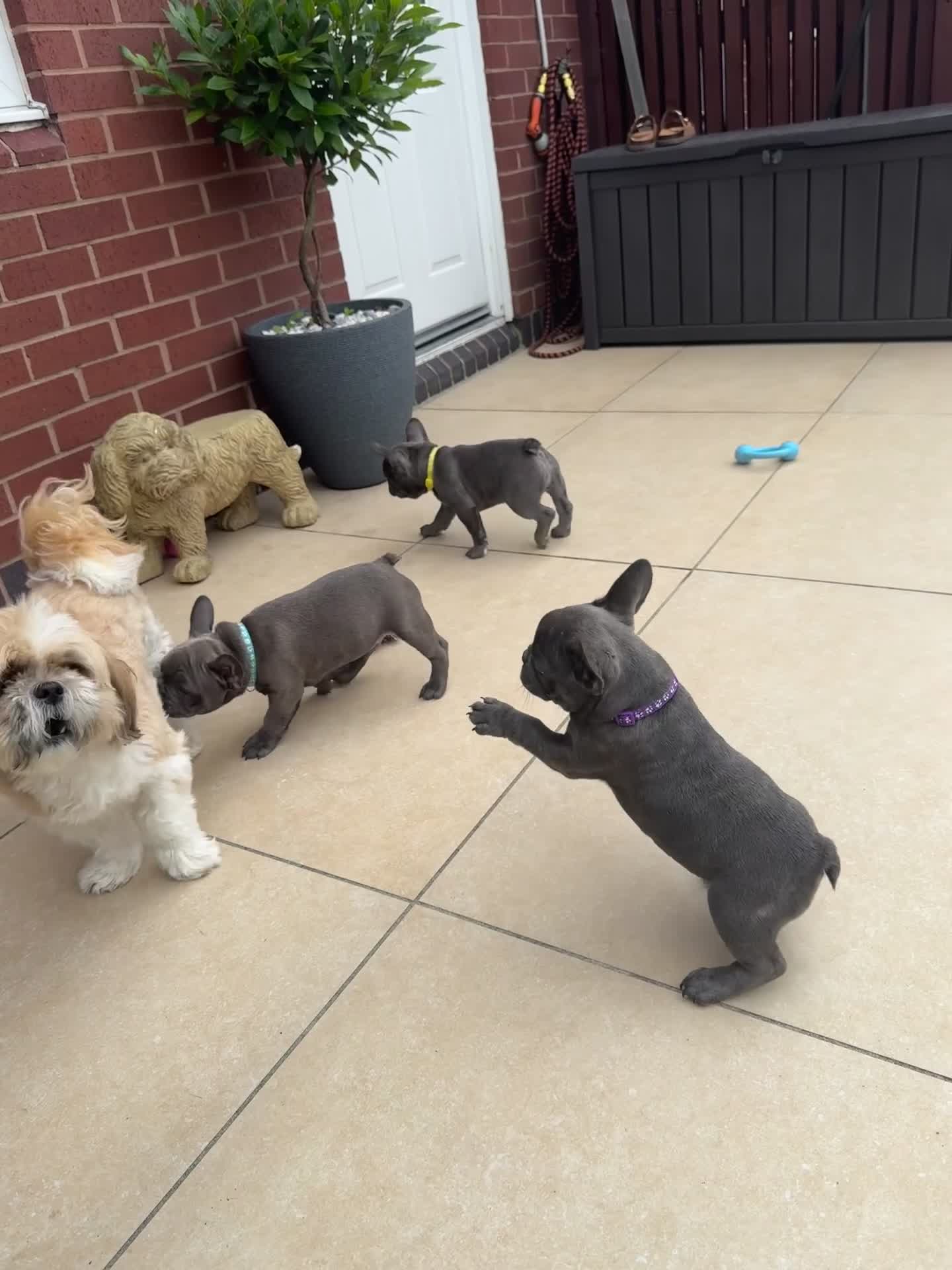 French Bulldog dogs for sale: 2 left Ready for FOREVER Home🏡French Bulldog 🐶🐾 in Preston - Video 1